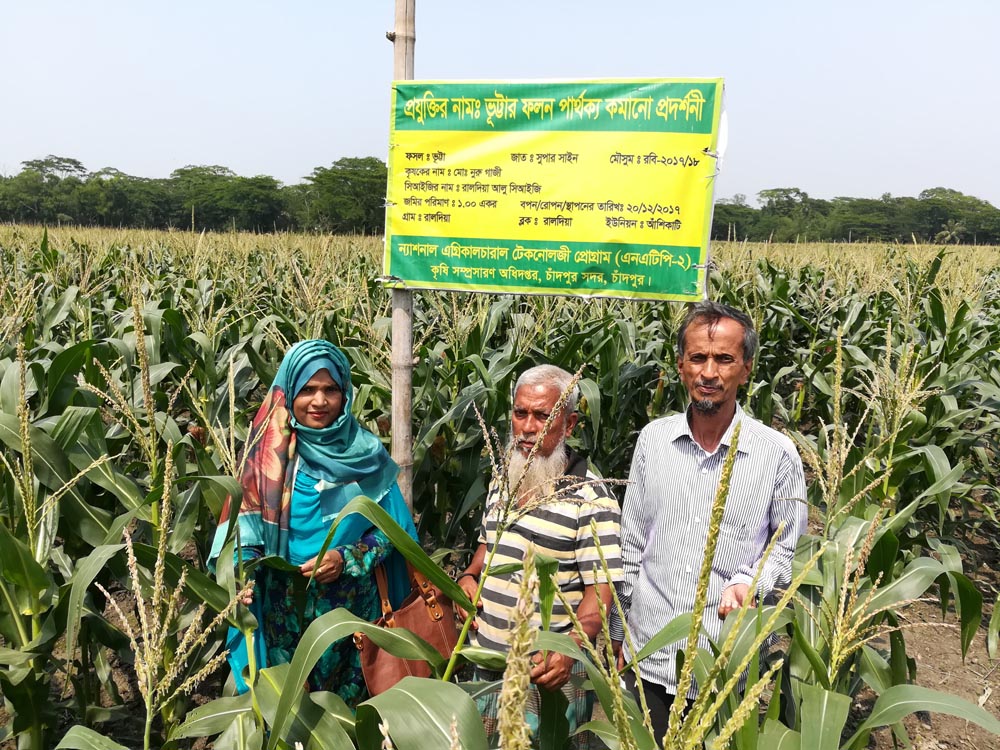 চাঁদপুরে কৃষি অফিসের পরামর্শে ভুট্টা চাষে কৃষকের সাফল্য