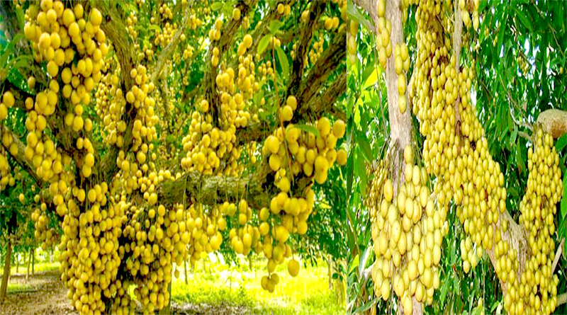 লটকন চাষ পদ্ধতি, চারা রোপণ ও পরিচর্যা। লটকনের ওষুধিগুণ