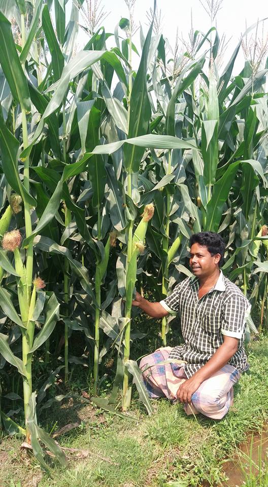 ভূট্টা: দিন বদলের ফসল