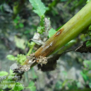 ডাটার ক্ষত (এ্যানথ্রাকনোজ) রোগ