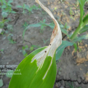 ভুট্টার জাপানি বিটল পোকা