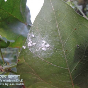 তুলার সাদা মাছি পোকা