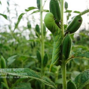 তিলের হক মথ পোকা