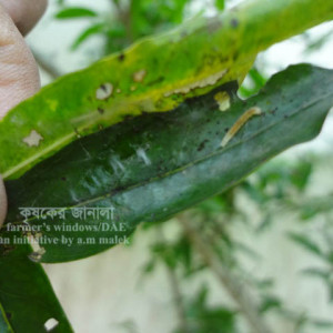 ডালিমের পাতা মোড়ানো পোকা