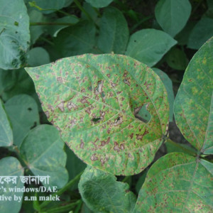 মুগের পাতার দাগরোগ