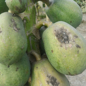 পেপের সুটি মোল্ড রোগ