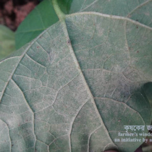 তুলার ক্ষুদ্র লাল মাকড়