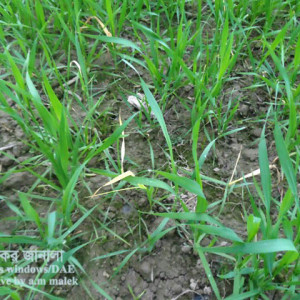 গমের উড়চুঙ্গা পোকা