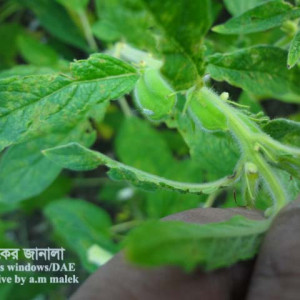 তিলের থ্রিপস