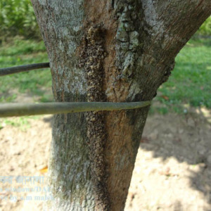 সফেদার কান্ড ছিদ্রকারি পোকা