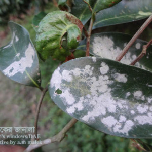 লিচুর পাউডারি মিলডিউ রোগ