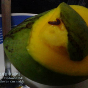 আমের ফলছিদ্রকারী পোকা