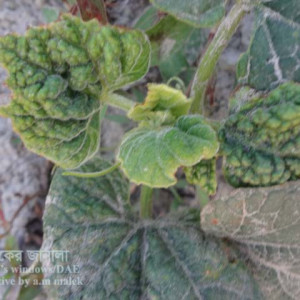 লাউয়ের লিফ কার্ল রোগ