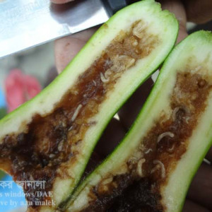 লাউয়ের মাছি পোকা