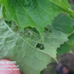 পাটের পাতামোড়ানো পোকা